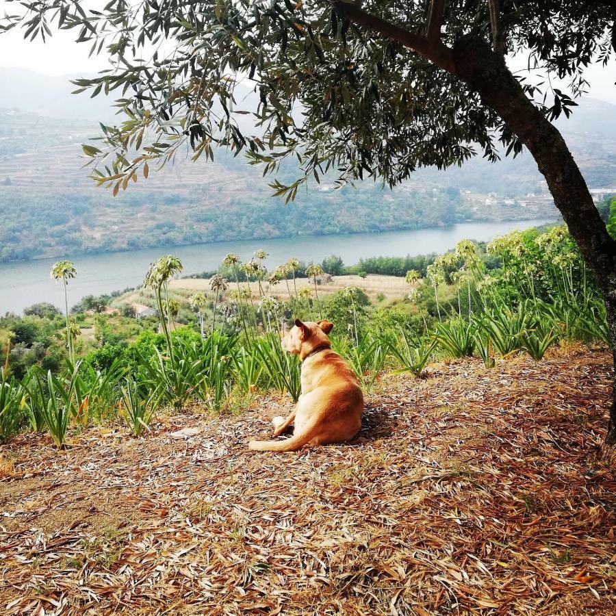 Casa Da Mouta - Douro Valley バイアン エクステリア 写真
